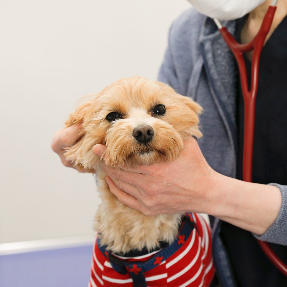 健康的な暮らしをサポート